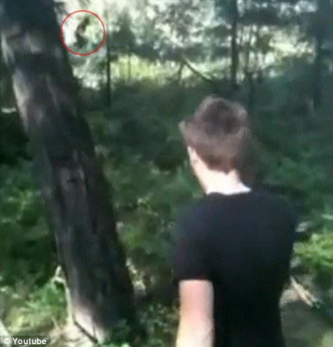 Yeti pe YouTube: Vezi cine misuna prin padure! (VIDEO)