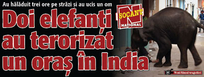 Au haladuit trei ore prin oras si au ucis un om