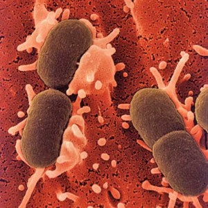 bacterie