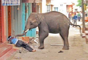 elefant-agerpres-2-copy - Ziarul National
