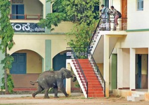 elefant-agerpres-3-copy - Ziarul National