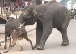 elefant-copy - Ziarul National