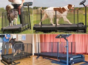 fitness-dog-copy - Ziarul National