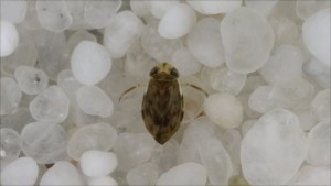 plosnita-penis-insecta-cant-zgomot-foto-ology.com - Ziarul National plosnita-penis-insecta-cant-zgomot-foto-ology.com