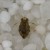 plosnita-penis-insecta-cant-zgomot-foto-ology.com