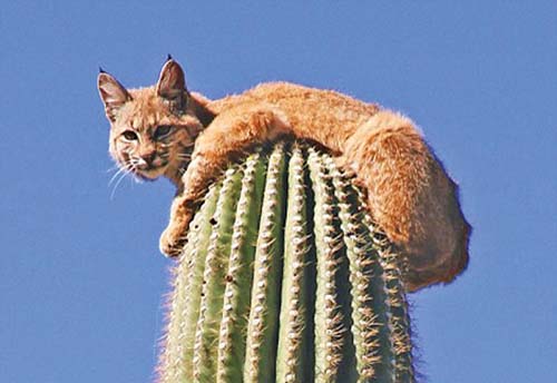 S-a suit mata in cactus