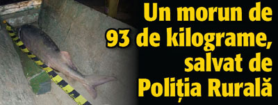 Un morun de 93 de kilograme, salvat de Politia Rurala