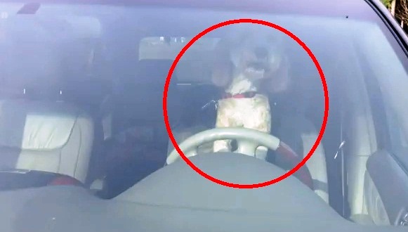 Un catel isi claxoneaza de zor stapanii! UITE de ce!- VIDEO