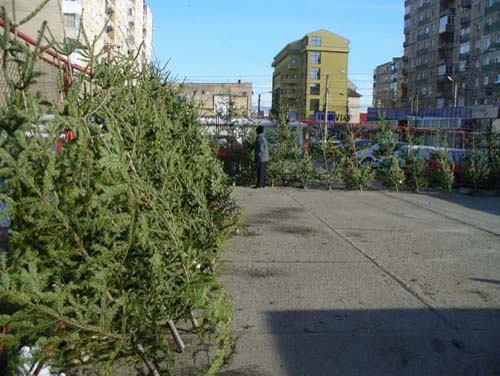 Pomii de Craciun, comercializati in 25 de piete