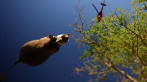Rhinos transported by helicopter - Ziarul National