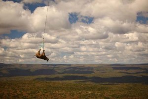 Rhinos transported by helicopter - Ziarul National