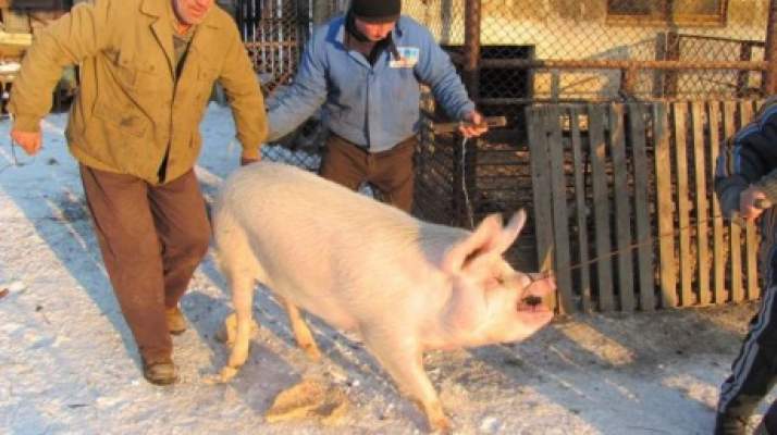 Un barbat din Valcea a murit ucis de porcul pe care voia sa il sacrifice!
