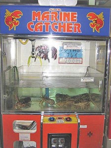 automat homari
