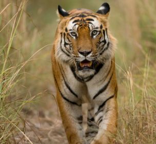 UPDATE Un tigru a fugit de la Gradina Zoologica din Sibiu!
