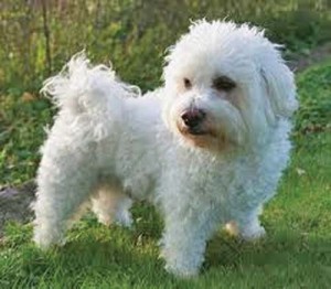 bichon maltez alb - Ziarul National