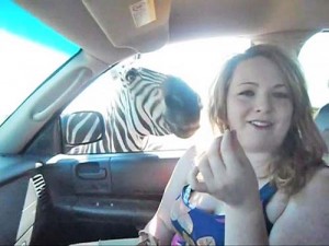 Zebra beisst zu - Ziarul National