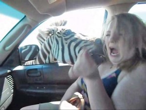 Zebra beisst zu - Ziarul National