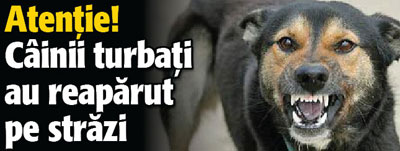 Atentie! Cainii turbati au reaparut pe strazi