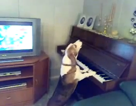Cainele care isi canta tristetea la pian cucereste Internetul – VIDEO