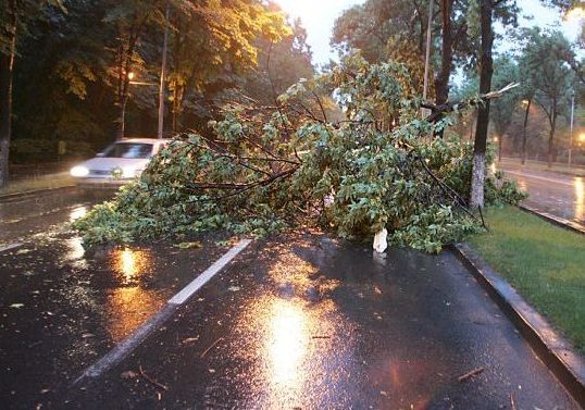 Furtuna a facut prapad in Bucuresti: Oameni raniti, copaci doborati de vant