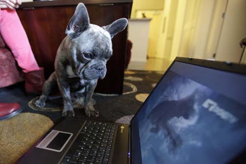 S-a lansat DOG TV, primul post Tv pentru catei