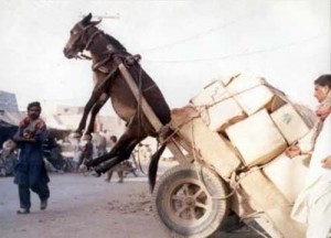 Donkey-Cart - Ziarul National
