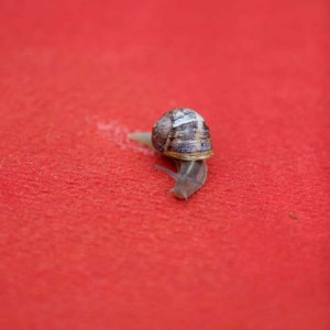 LES ESCARGOTS MONTENT LES MARCHES A CANNES EN CE LUNDI PLUVIEUX - Ziarul National