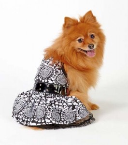 Poison rocker Bret - Ziarul National's new hit range of pet accessories