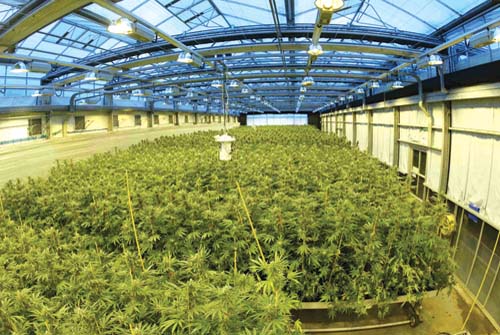 Marijuana trateaza scleroza in placi si cancerul mamar