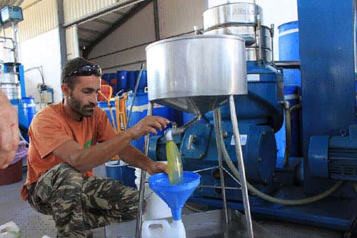 Spania si Italia, in colaps din cauza uleiului de masline