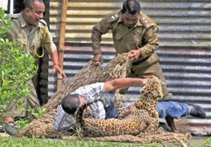 India Leopard - Ziarul National