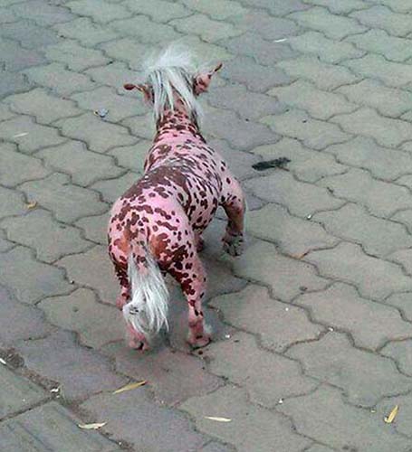Ghiceste ce animal e catelul asta!