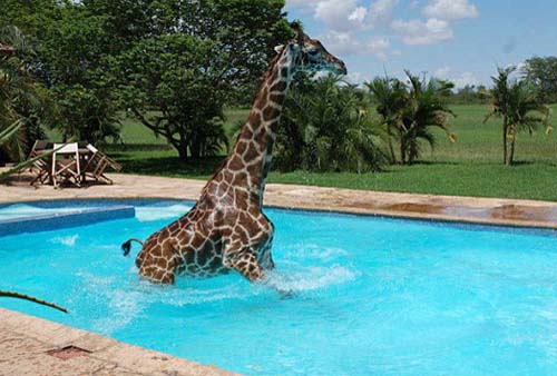 Cu girafa la piscina