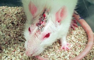3513.Viv_rat_465.jpg-550x0PETA - Ziarul National