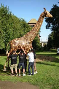 Montare girafa - Narcis Pop 7 - Ziarul National