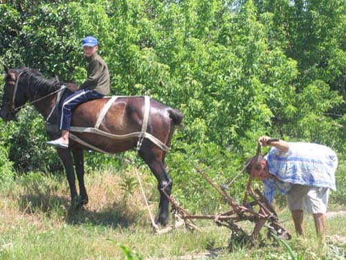 Un milion de fermieri trebuie sa se lase de agricultura de subzistenta