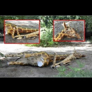 girafa-antipa-distrusa - Ziarul National