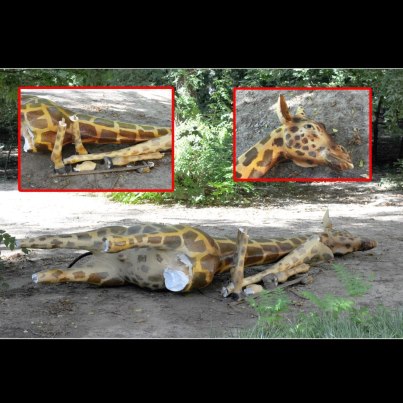 Girafa de la Antipa, distrusa de oameni fara suflet!