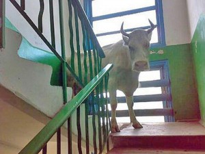 Never Mind the Bullock - Ziarul National
