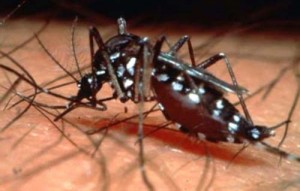 Dengue-Fever - Ziarul National