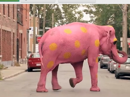 Vezi un elefant roz trecand strada? Sufla in fiola! -VIDEO