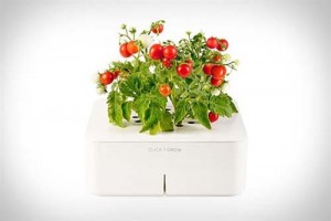 green-thumbs-optional-click-and-grow-smartpots-_2 - Ziarul National