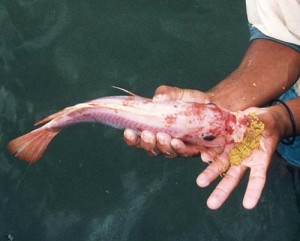 Tilapia peste excremente - Ziarul National