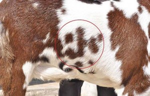 1.1 million rupees goat - Ziarul National