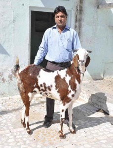 1.1 million rupees goat - Ziarul National
