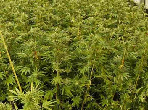 Marijuana contra voturi in SUA