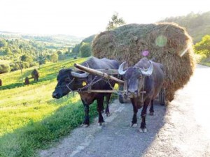 car-cu-fan-tras-de-bivoli - Ziarul National