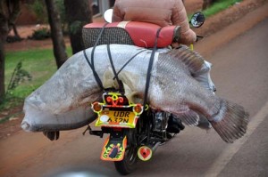 Fisherman carries a big fish on his bike - Kampala - Ziarul National