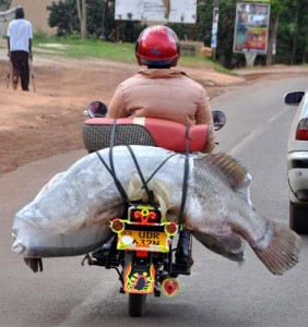 Fisherman carries a big fish on his bike - Kampala - Ziarul National