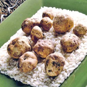 Alba-Truffles-–-White-Truffles-Fresh-from-Italy - Ziarul National